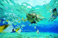 Snorkel With The Fish Wave Break Island - We Wander